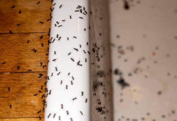 Best Best Pest Control Companies  in Atwood, KS